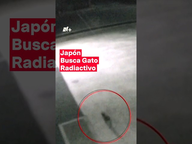 Alarma en Japón por gato radiactivo #nmas #japon #shorts #gato