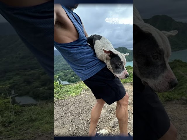 Hiker rescues lost dog from 1,000-foot cliff in Hawaii