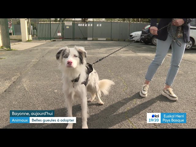 Des portraits détournés pour aider à l'adoption des animaux handicapés