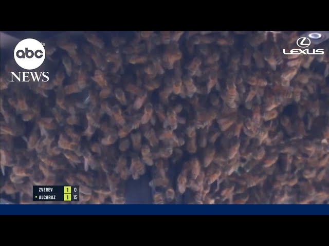 Bees invade tennis tournament