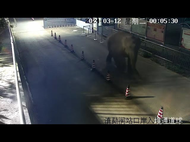 Asian elephant attempts to cross China-Laos border