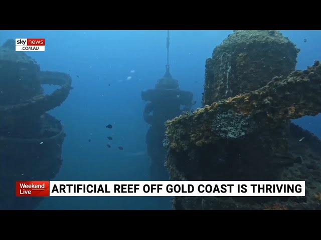 Artificial reef off Qld coast providing hope for Great Barrier Reef