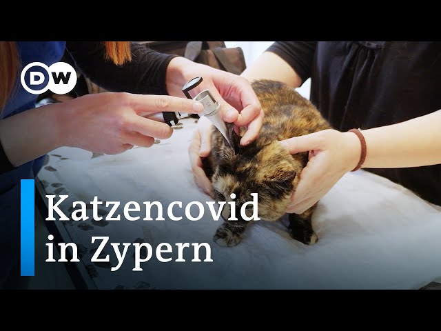 Sorge vor Katzencovid in Zypern | Fokus Europa