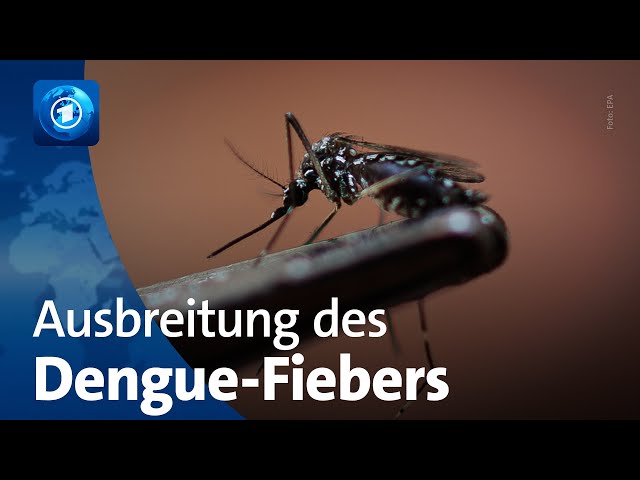 ⁣Klimawandel sorgt für Ausbreitung des Dengue-Fiebers