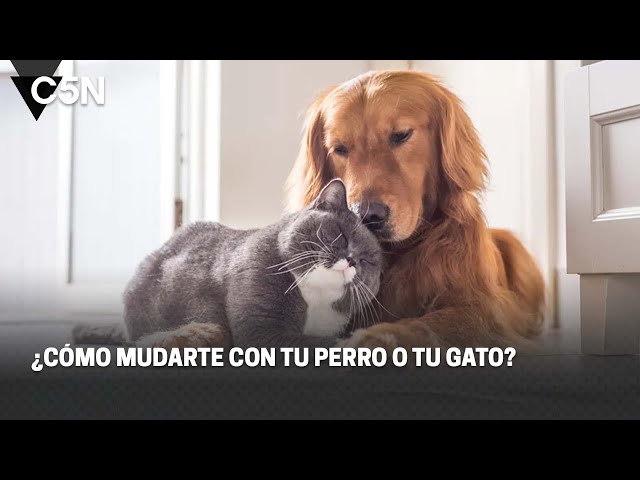 ¿CÓMO MUDARTE con tu PERRO o tu GATO?