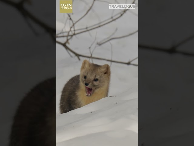 Observation des zibelines dans la montagne de Changbai