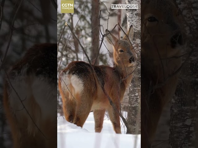 À la découverte de la faune et de la flore de la montagne Changbai