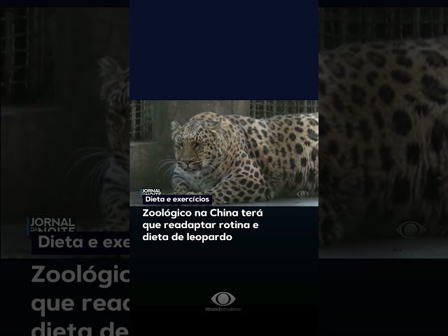 Leopardo vira atração principal de zoológico #shorts