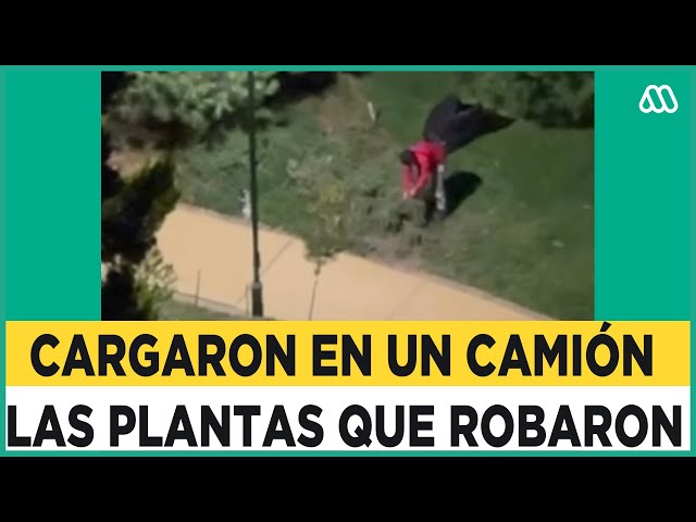 Ni las plantas se salvan: Delincuentes fueron detenidos robándolas desde un parque