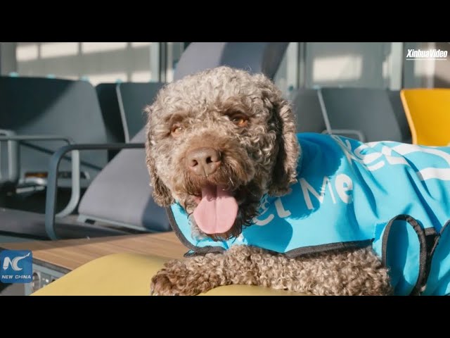 Istanbul Airport introduces therapy dogs to soothe passengers