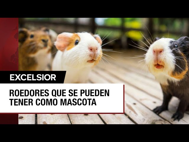 Conoce los mejores roedores para tener como mascotas