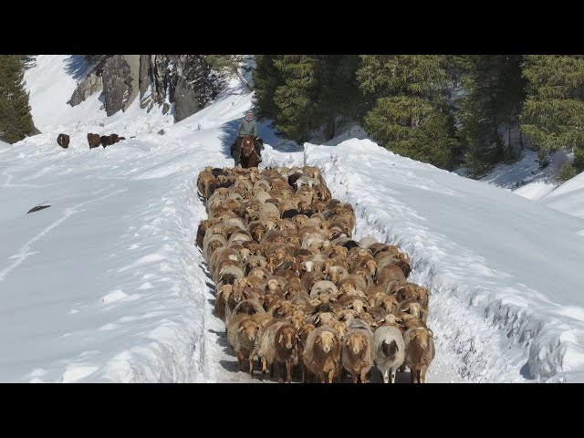 Live: Livestock movement underway in Ili Prefecture of NW China's Xinjiang