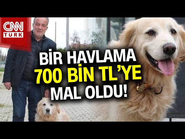 Korkup Düşen Doktor Ayağını Kırmıştı! Köpeğin Sahibi 700 Bin TL'ye Yakın Ceza Ödeyecek #Haber