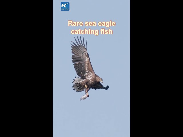 Rare sea eagle spotted catching fish in Beijing