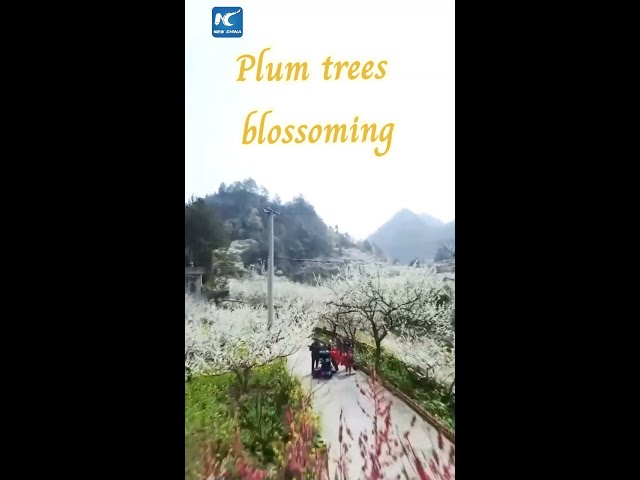 Plum trees blossoming in China's Guangxi