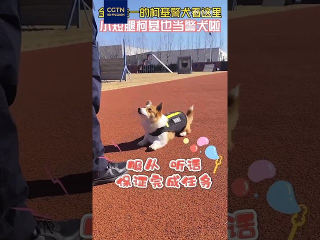 ⁣Пёс породы корги служит в полиции провинции Шаньдун
