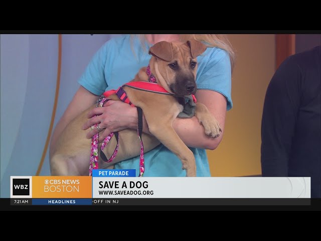 Pet Parade: Save A Dog Sudbury