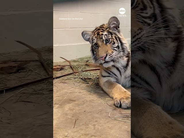 Rescued tiger cub intrigued by tiger documentary