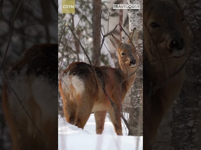 ⁣Наблюдения за дикой природой на горе Чанбай