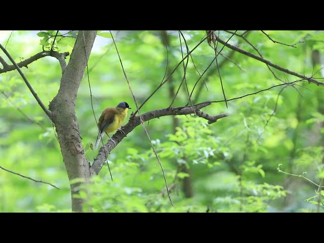 GLOBALink | China, France cooperate on protection, breeding of endangered wild birds