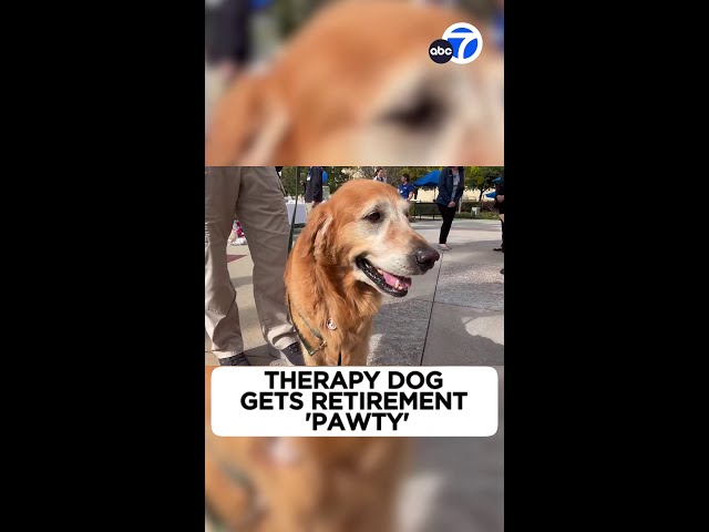 Therapy dog gets retirement pawty!