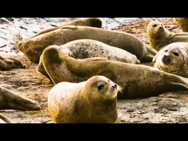 More than 300 seals spotted at nature reserve in China