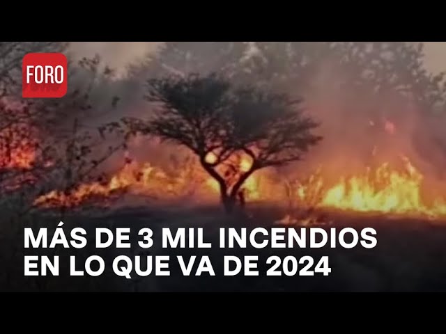 Incendios forestales en Guanajuato en 2024 - Las Noticias