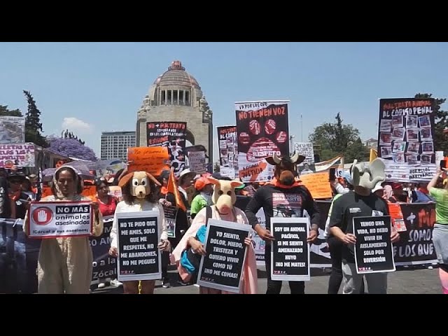 ⁣NO COMMENT | México sale a las calles para conseguir más derechos para los animales