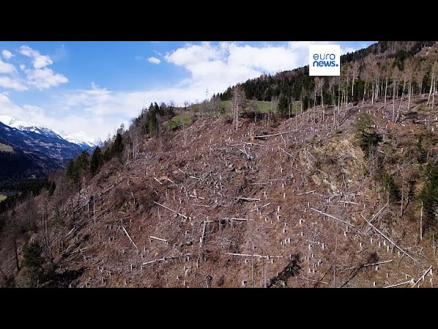 Drones aid reforestation in Austria's Tyrol forest