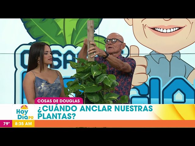 Cosas de Douglas: plantas que necesitan anclaje