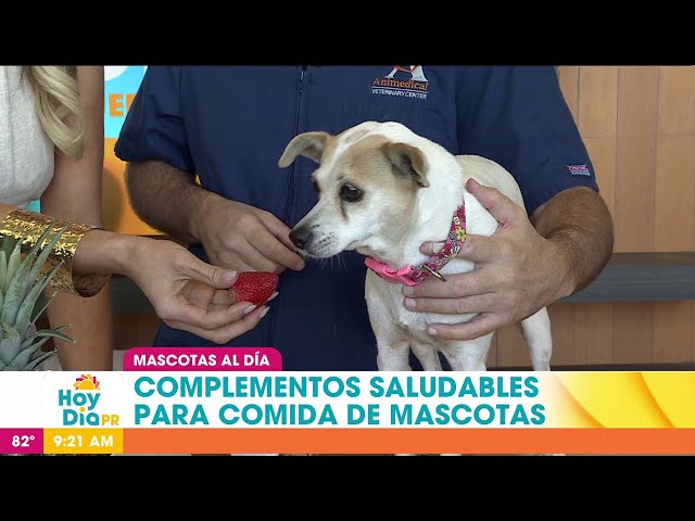 Los "treats" saludables para las mascotas