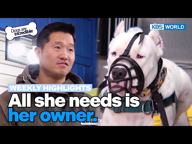 [Weekly Highlights] All she needs is her owner [Dogs Are Incredible] | KBS WORLD TV 240312