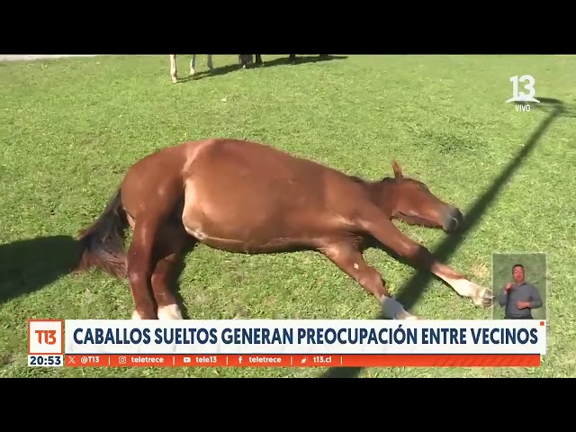 Caballos sueltos generan preocupación entre vecinos de Concepción