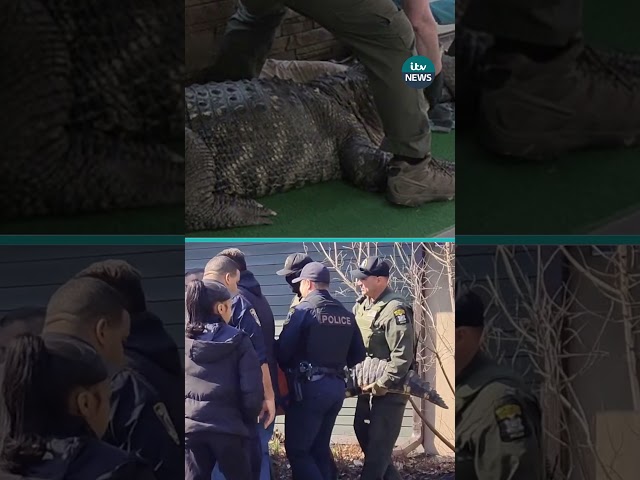 Giant alligator seized by authorities from New York home. #itvnews