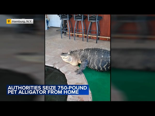 11-foot alligator seized from New York home