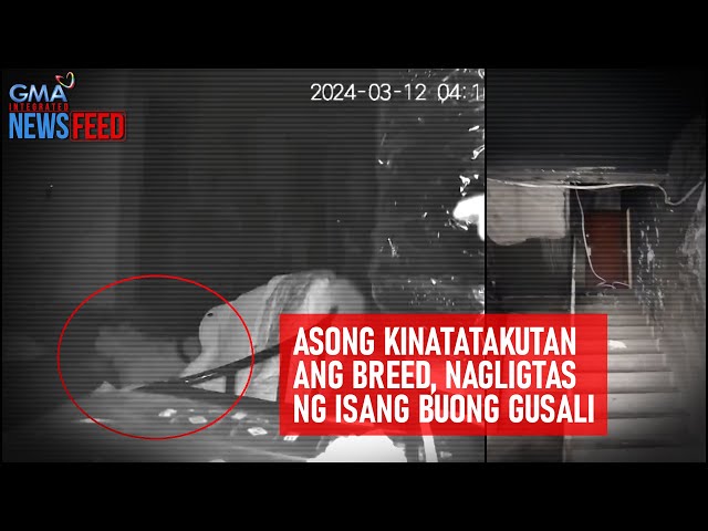 ⁣Asong kinatatakutan ang breed, nagligtas ng isang buong gusali | GMA Integrated Newsfeed