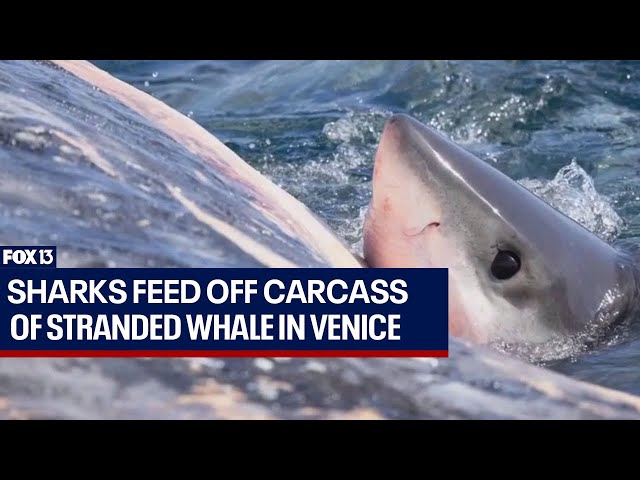 Sharks feed off carcass of stranded whale in Venice