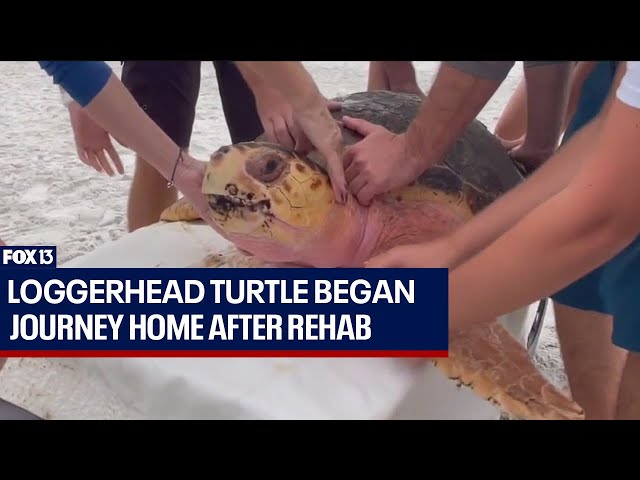 Loggerhead turtle returned home after rehab at Mote Marine Laboratory