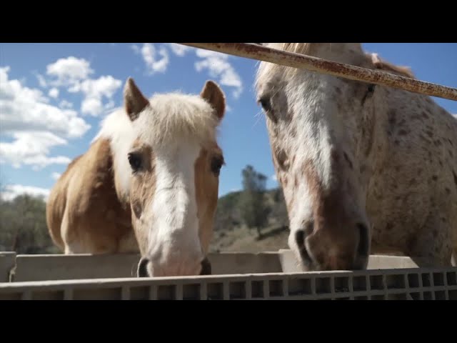 Farrier in Havilah Keeps Horses Happy by Healing Hooves