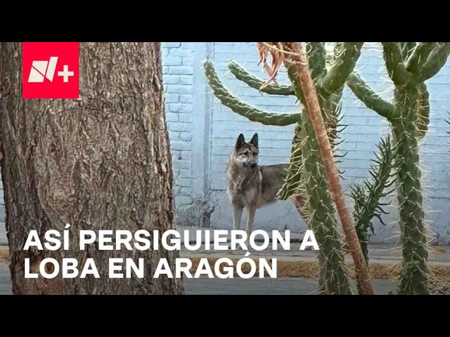 Loba suelta en Aragón; Así fue la persecución por más de 15 minutos - En Punto