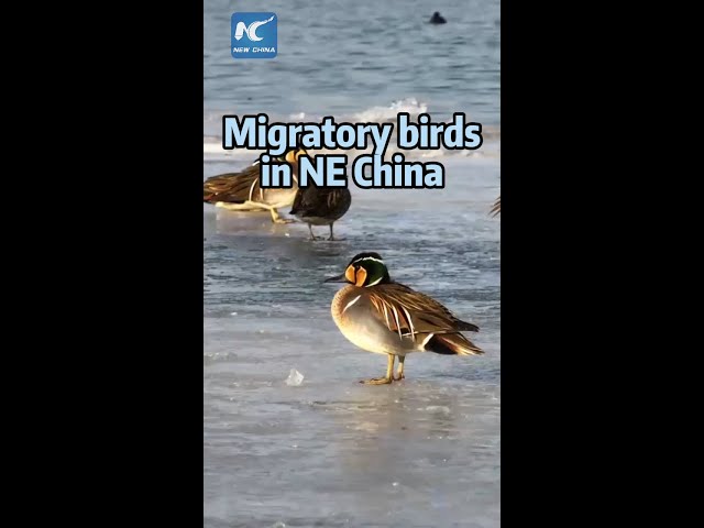 Migratory birds flock to NE China's Liaoning