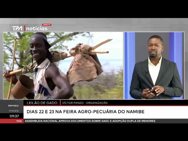 Em Foco  -  Leilão de gado dias 22 na feira agro pecuária do Namibe