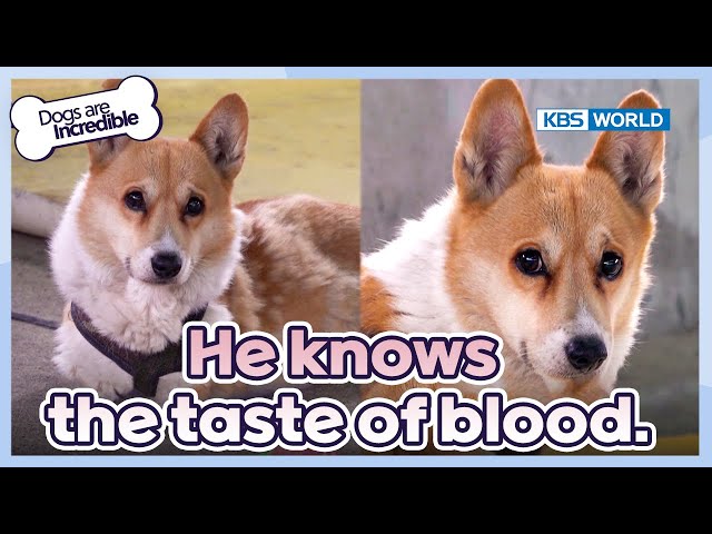 ⁣He knows the taste of blood [Dogs Are Incredible : EP.211-2] | KBS WORLD TV 240319