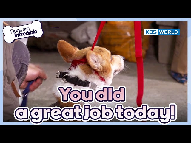 You did a great job today☺️ [Dogs Are Incredible : EP.211-4] | KBS WORLD TV 240319