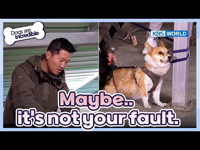 Maybe...it's not your fault [Dogs Are Incredible : EP.211-3] | KBS WORLD TV 240319