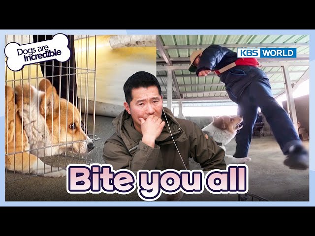⁣Bite you all [Dogs Are Incredible : EP.211-1] | KBS WORLD TV 240319