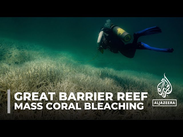 Australia’s Great Barrier Reef hit by mass coral bleaching