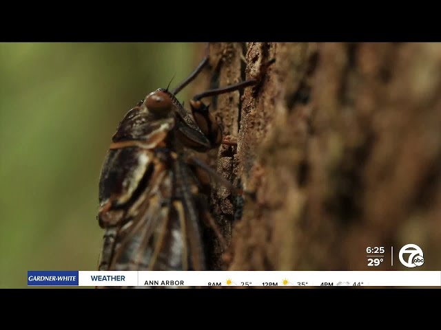 2 broods of cicadas to emerge in Michigan at the once for the first time since 1803