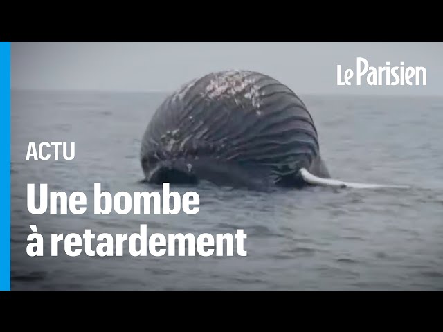 ⁣Norvège : un pêcheur tombe sur une carcasse de baleine sur le point d’exploser