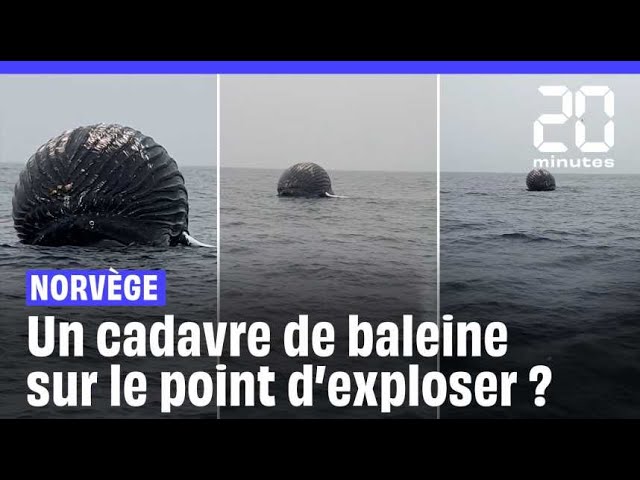 Norvège : Les images impressionnantes du cadavre d’une baleine sur le point d’exploser #shorts